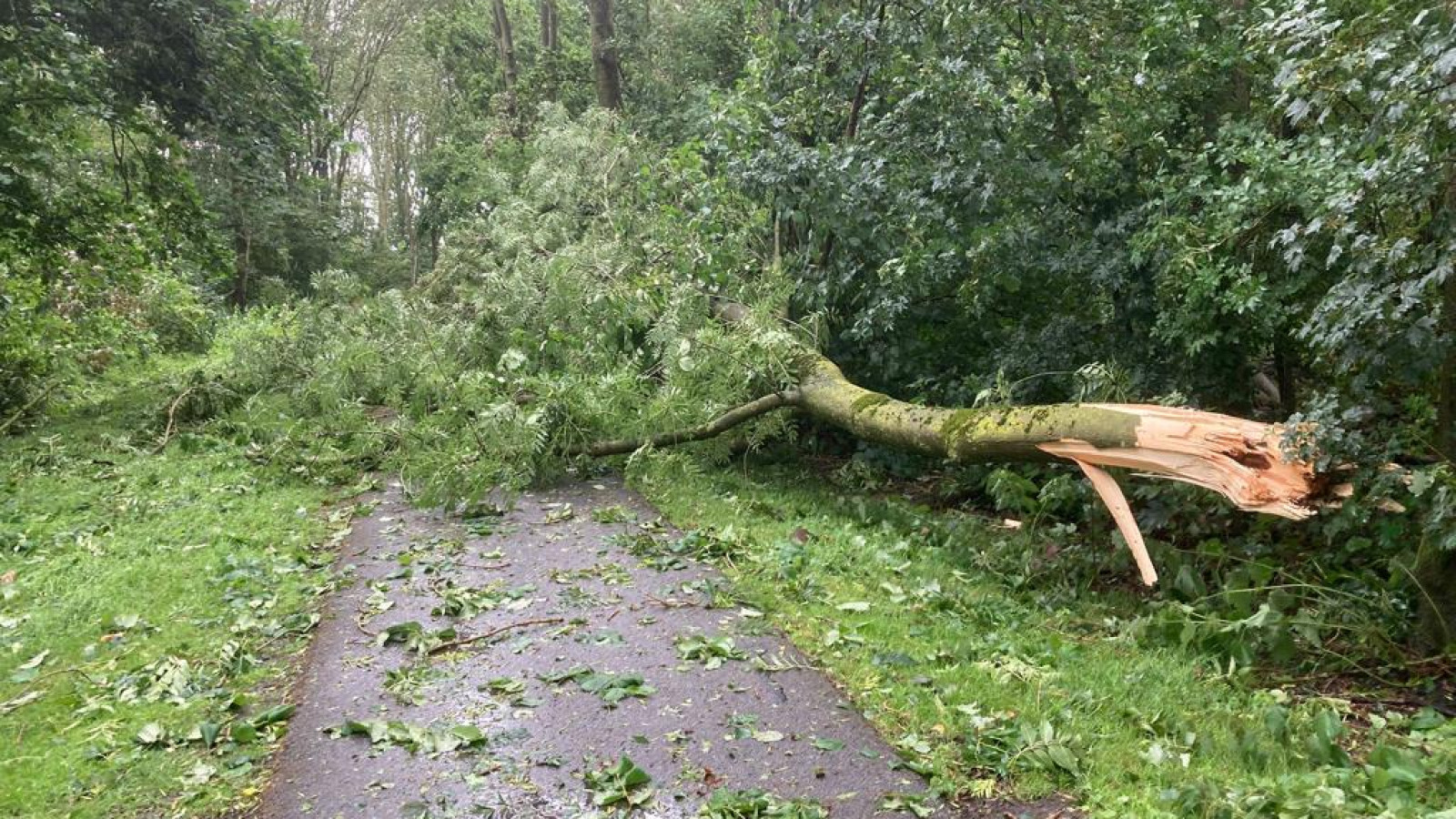 Omgevallen bomen in het Egboetswater bij Hauwert 