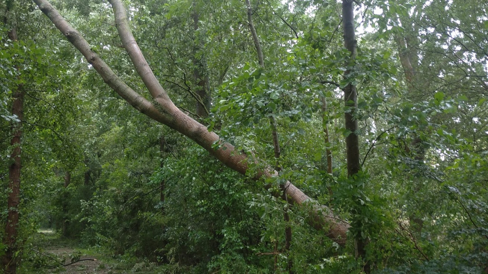Boom hangt over het pad door storm Poly in natuurgebied De Leijen