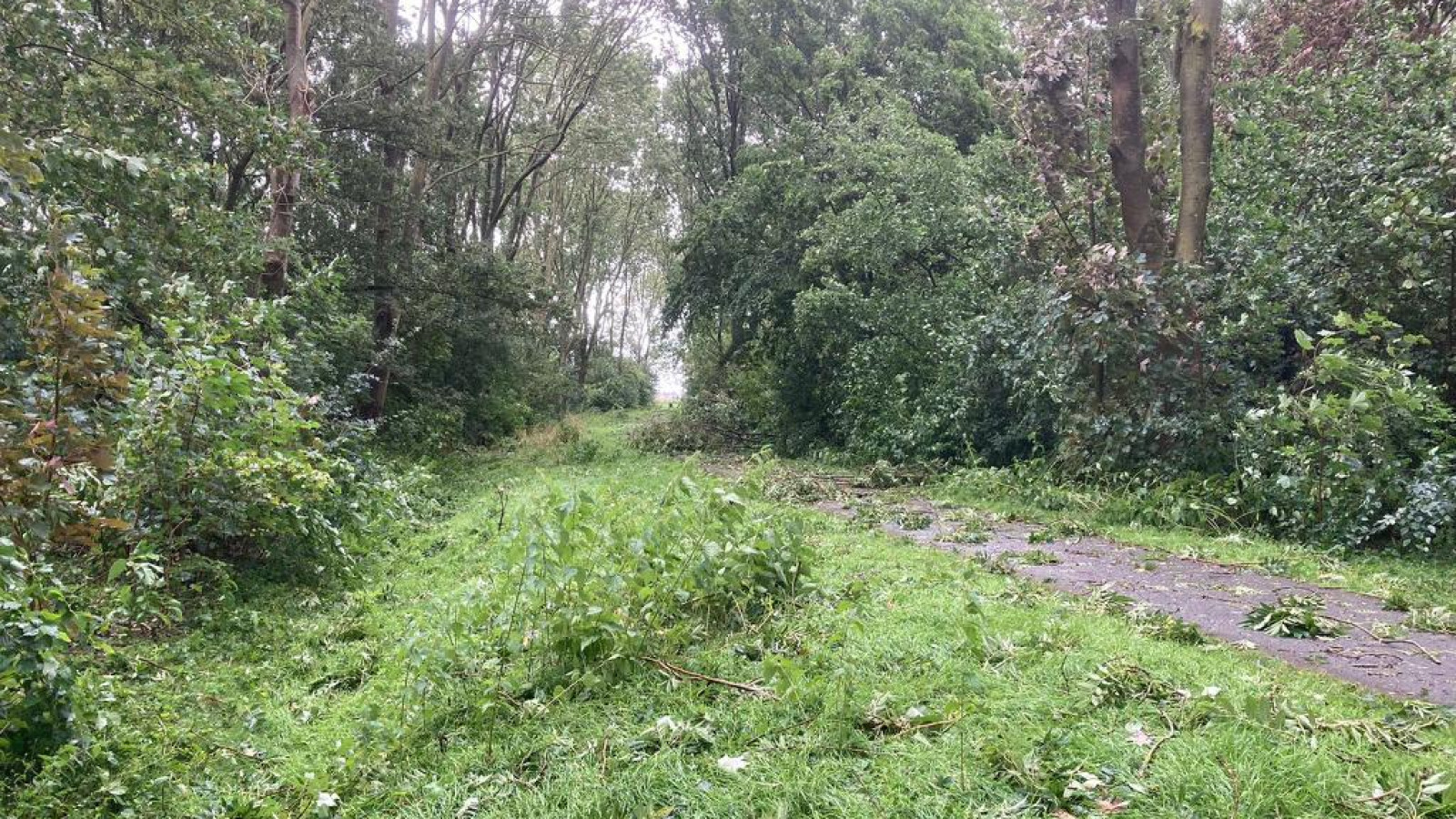 Omgevallen bomen in het Egboetswater bij Hauwert 