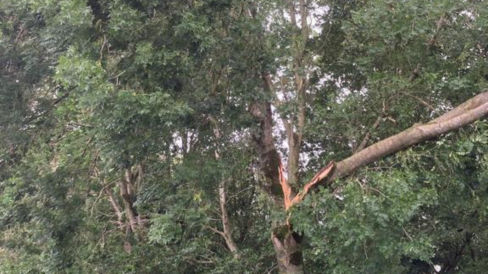 Omgevallen bomen in het Egboetswater bij Hauwert 