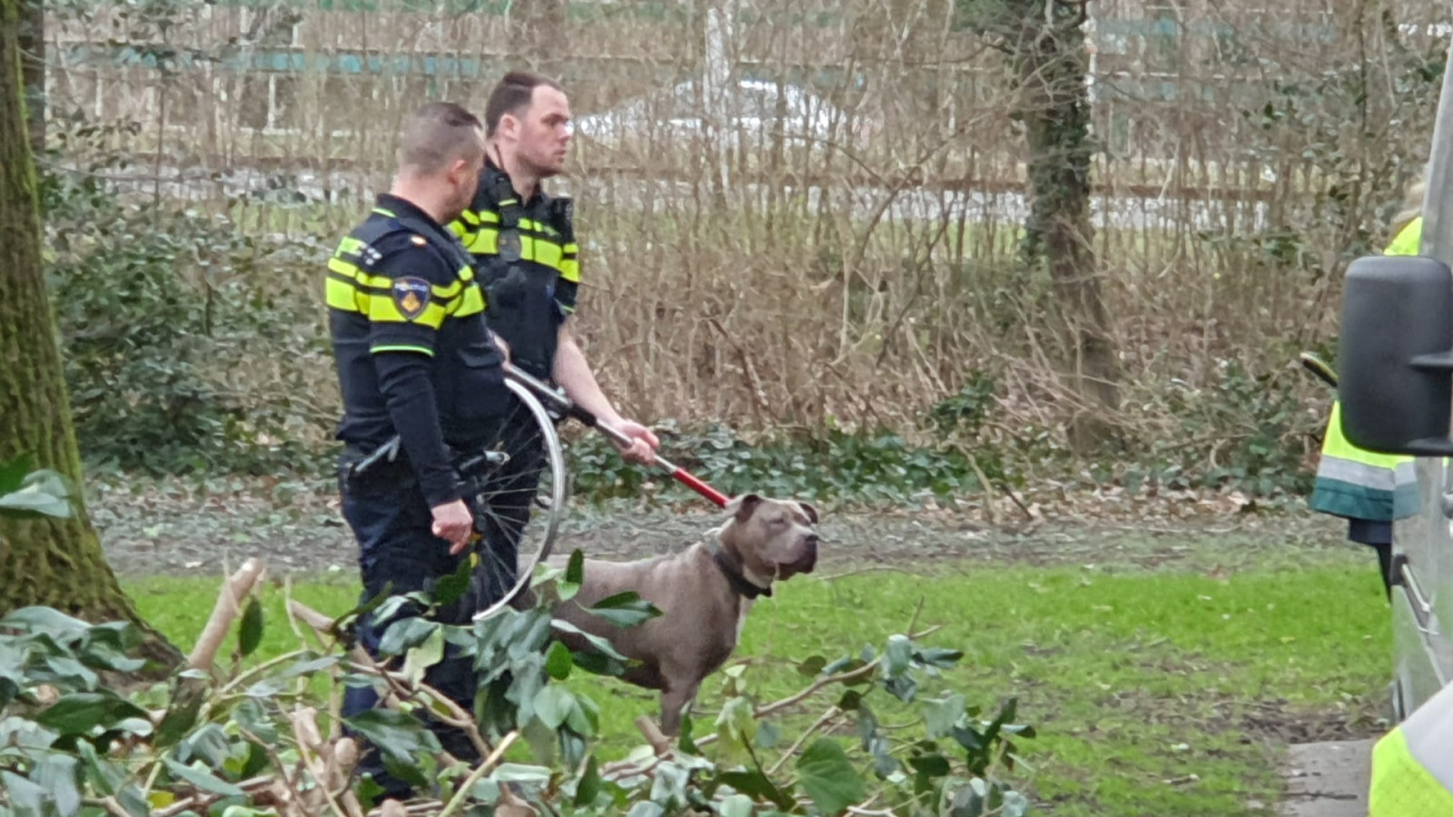Eén van de vier pitbulls die het hondje heeft doodgebeten