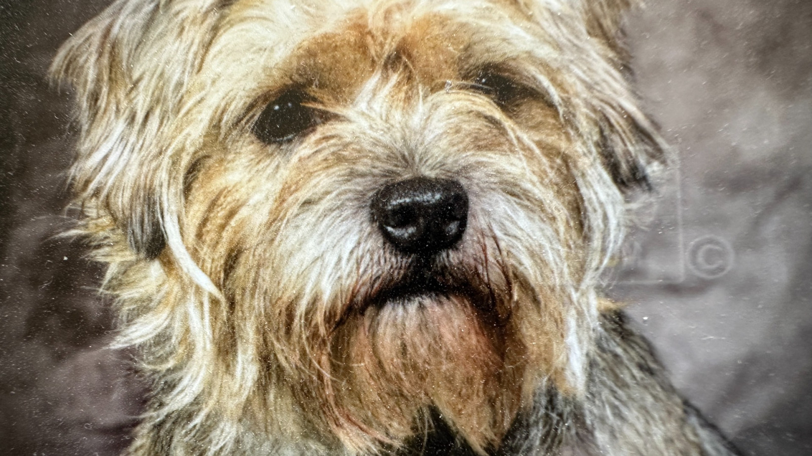 Hond Tim