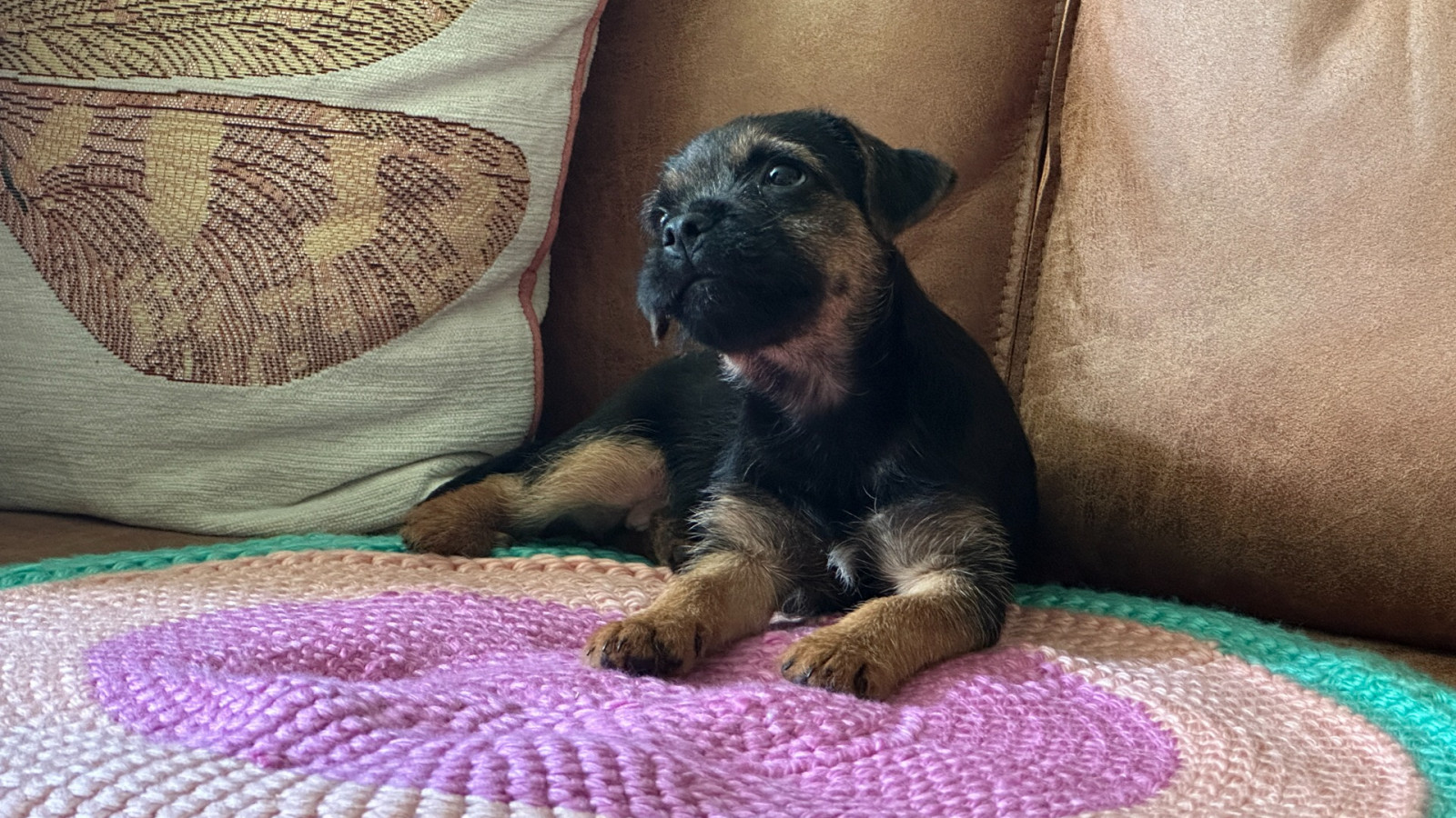 Sinds kort rent puppy Floortje door Sylvia's huis