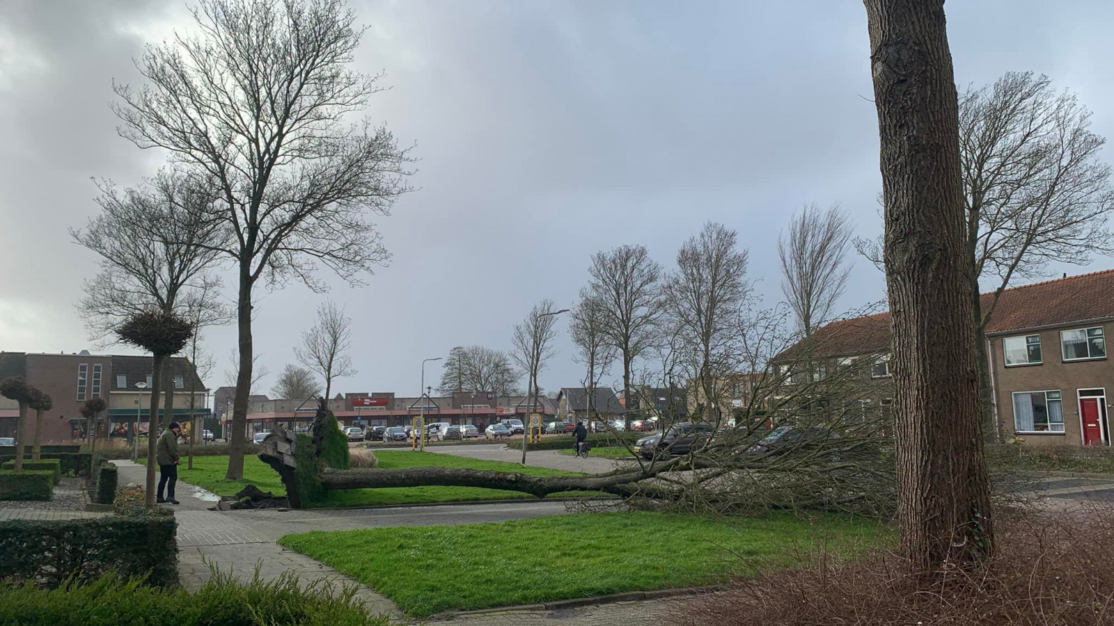 Omgevallen boom Burgemeester Raatlaan, Wervershoof