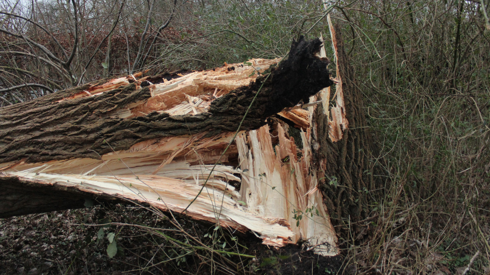 Stormschade Avenhorn