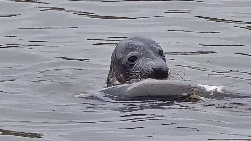 Mike spot zeehond in jachthaven van Andijk: 