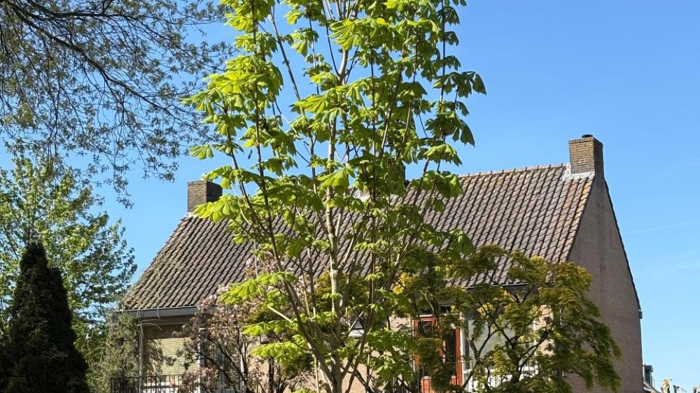 Nazaat van 'Anne Frankboom' in Eemnes geplant