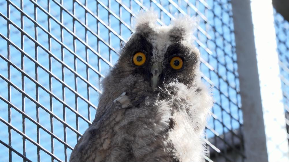 Drukte bij Vogelhospitaal Naarden: vooral veel jonge vogels