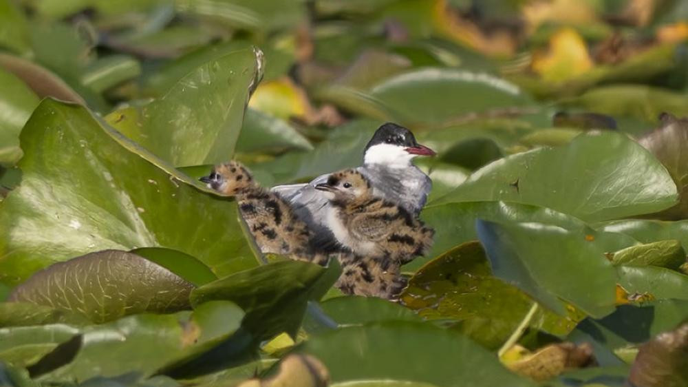 Tien paar zeldzame witwangsterns broeden onverwacht in Ankeveen